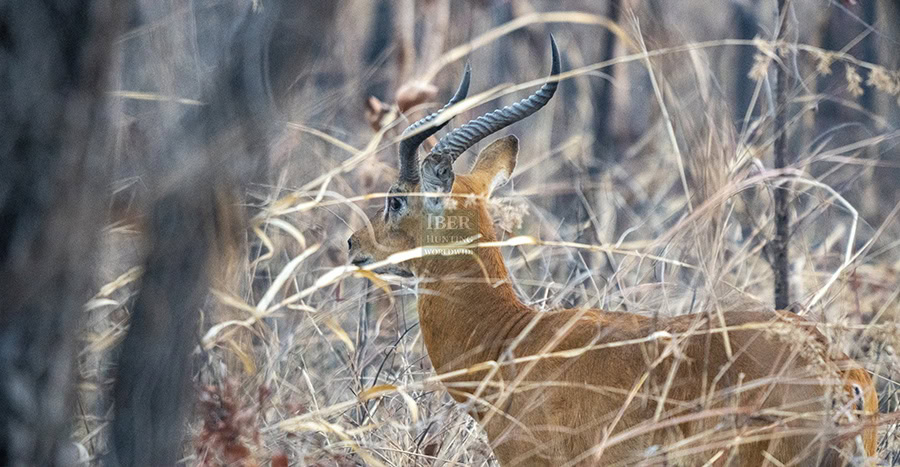 Antelopes-in-Cameroon