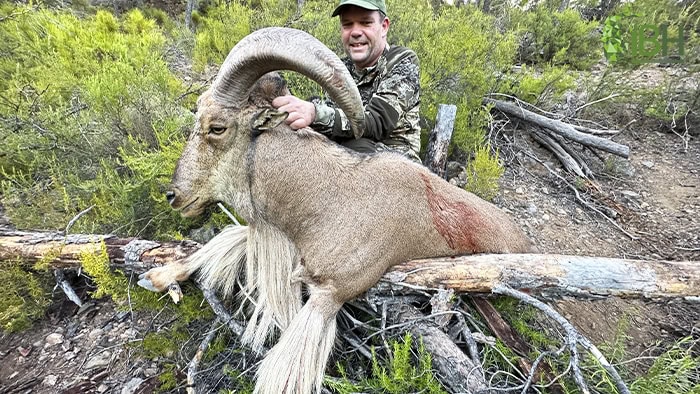 Aoudad-sheep-trophy-hunt-Bo