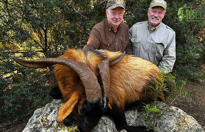 Balearean-Boc-Hunt_IberHunting_Dol