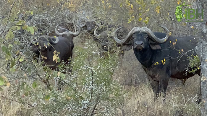 Buffalo-hunt-south-africa-iberhunting