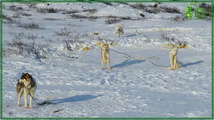Dogs (1)