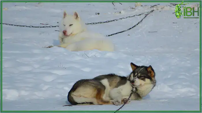 Dogs-chilling-on-the-hunting-in-Greenland (1)