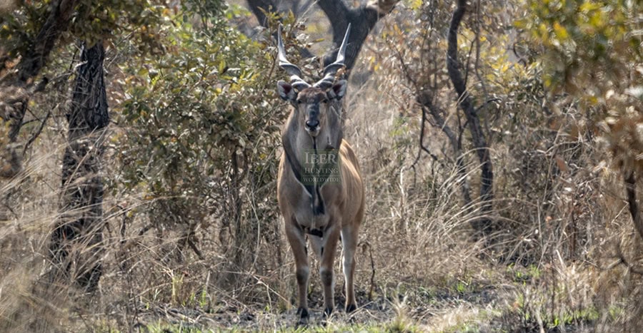 Eland-in-Cameroon