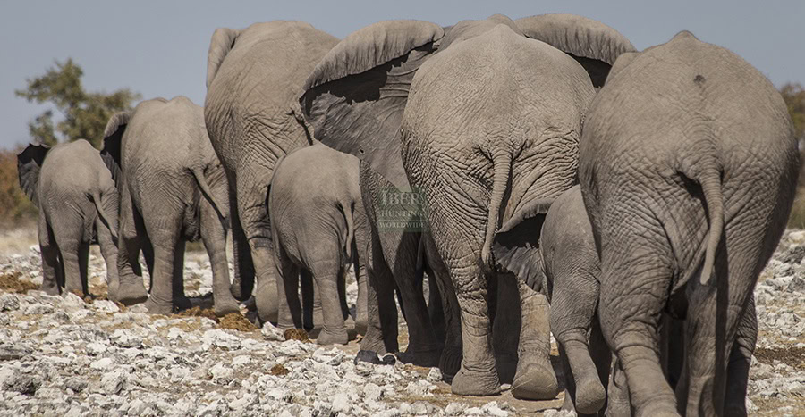 Group-of-elephants