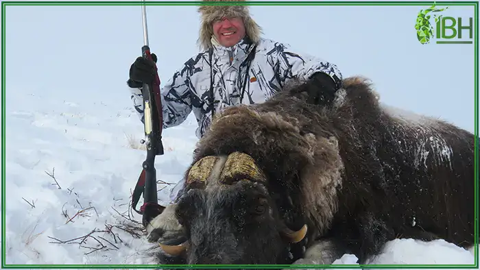 Hunt-muskox-in-Greenland (1)