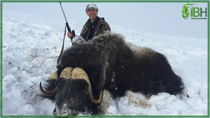 Hunt-muskox
