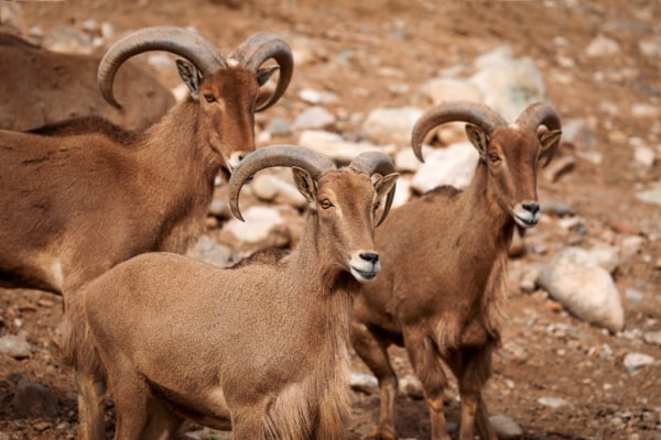 Hunting-Aoudad-Sheep-in-Lorca-with-Iberhunting-7-600x400