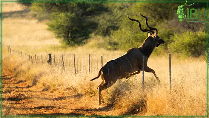 Hunting-Kudu-in-South-Africa