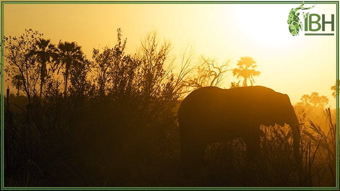 Hunting-elephant-in-south-africa