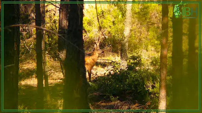 Hunting-in-Spain-roe-deer