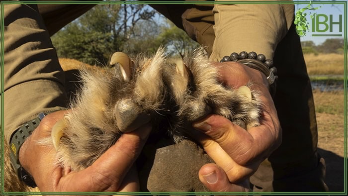 Hunting-in-south-africa-lioness