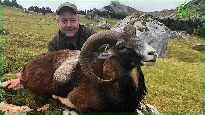 Hunting-mouflon-in-France