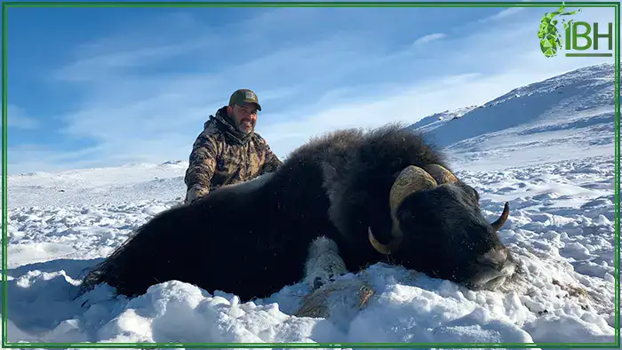 Hunting-muskox-in-Greenland (1)