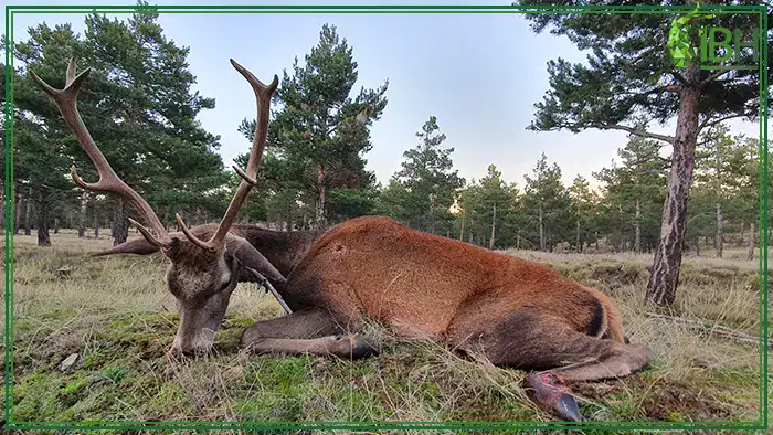 Hunting-trophy-red-deer