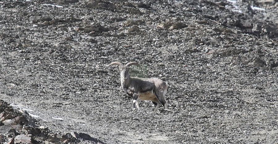 Hunting-urial-in-Pakistan