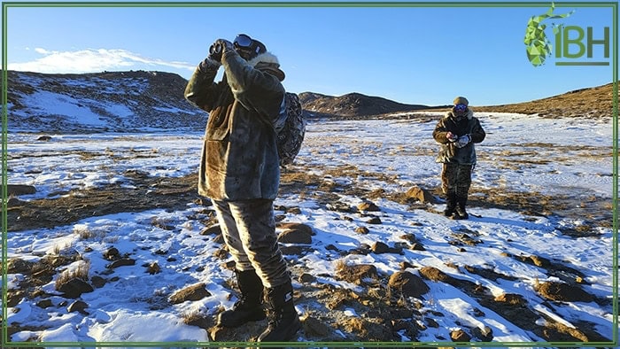 Looking-for-muskox-greenland (1)