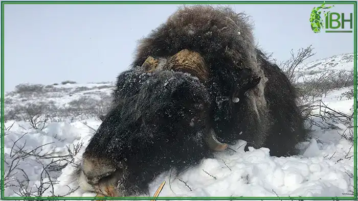 Muskox-hunt-in-Greenland