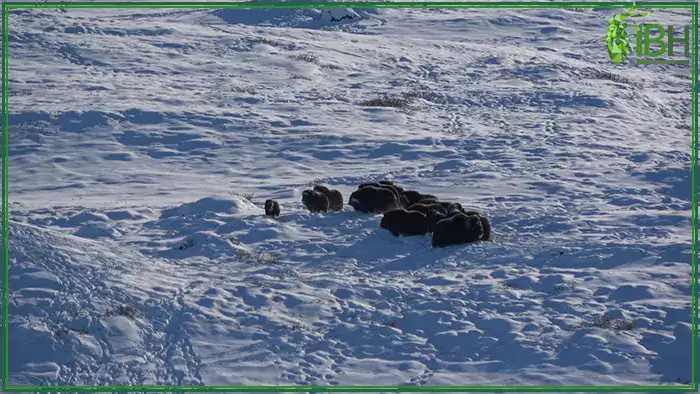 Muskox-in-Greenland (1)