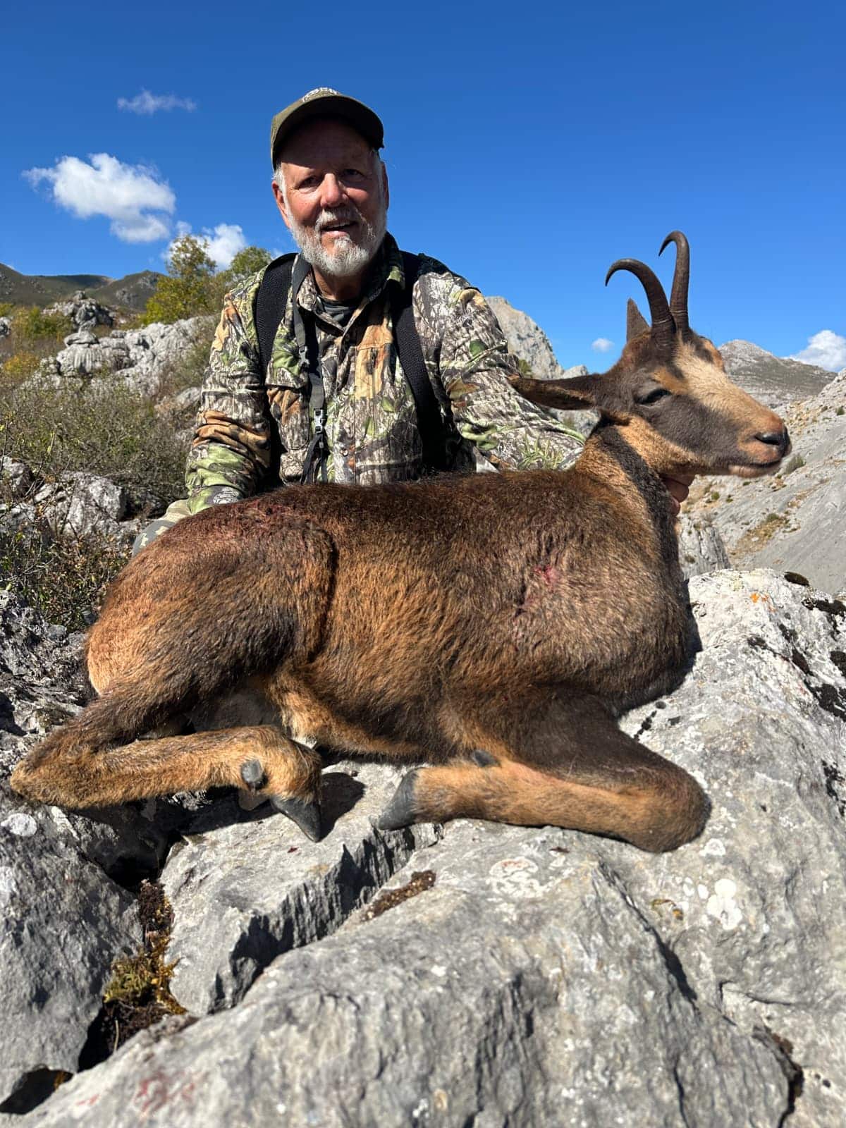 Cantabrian chamois
