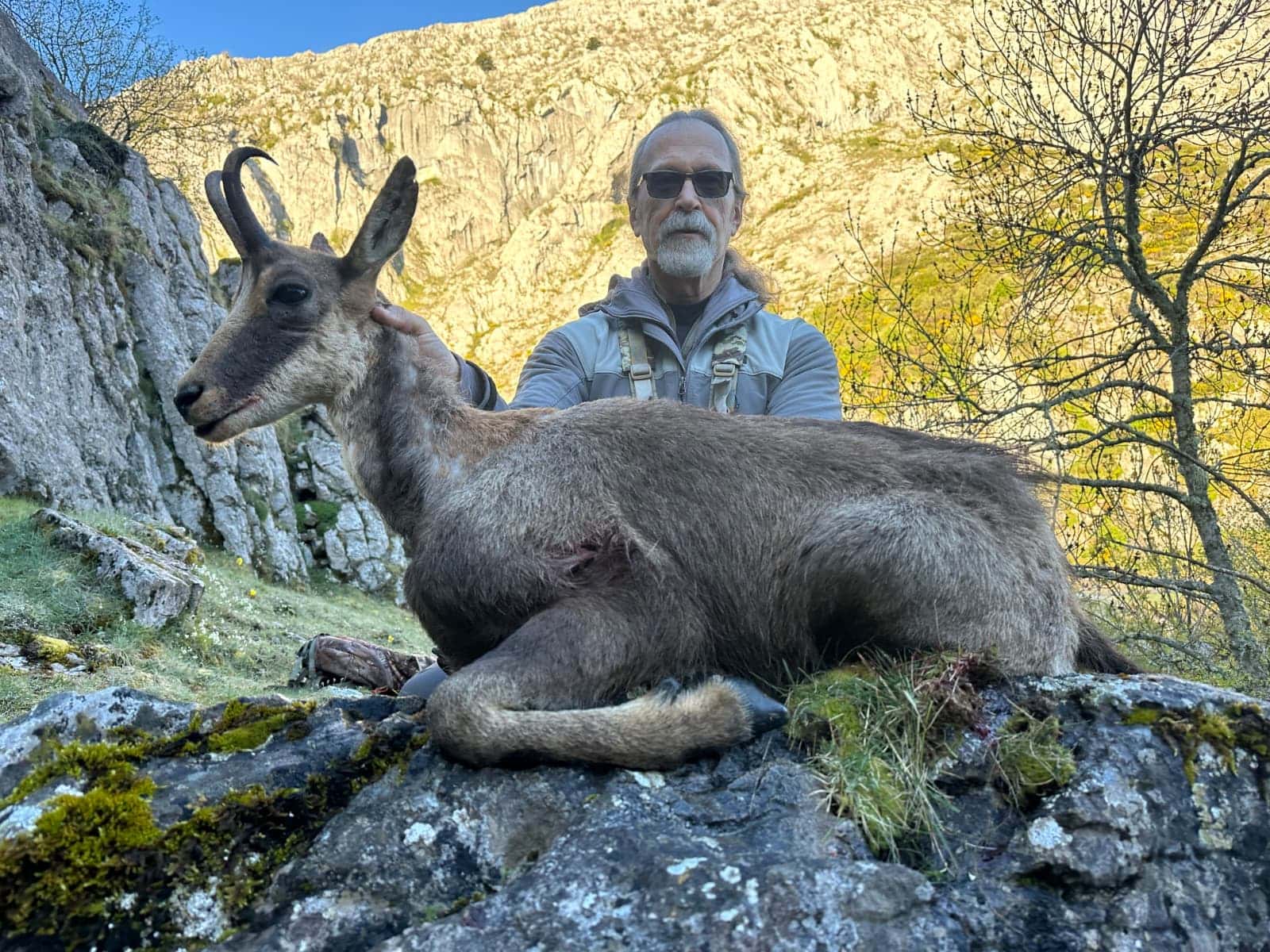 Cantabrian chamois