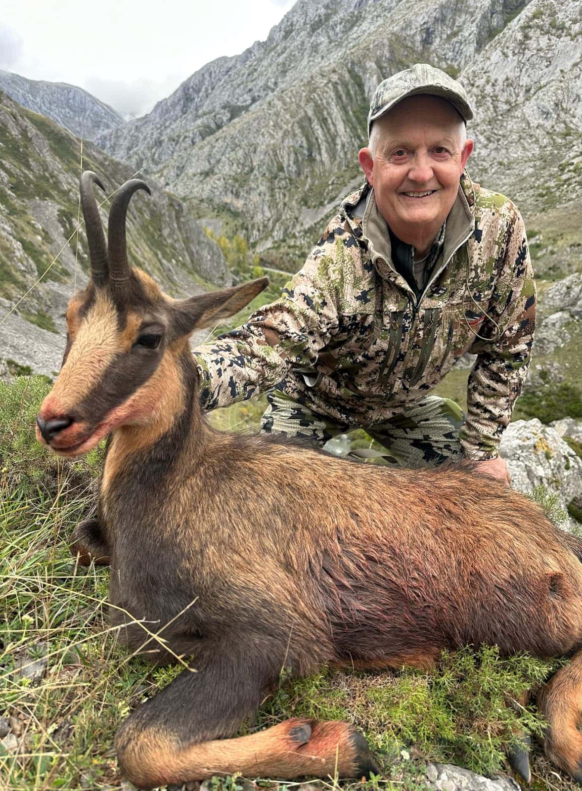 Cantabrian chamois