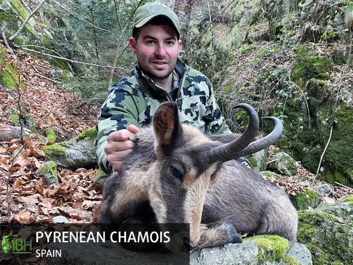 PYRENEAN-CHAMOIS