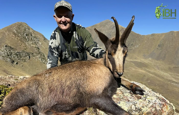 Pyrenean-chamois-Tom_iberhunting