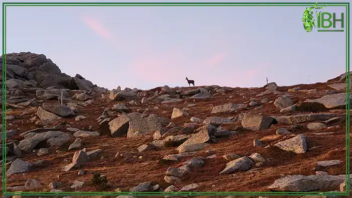 Pyrenean-chamois-in-Spain