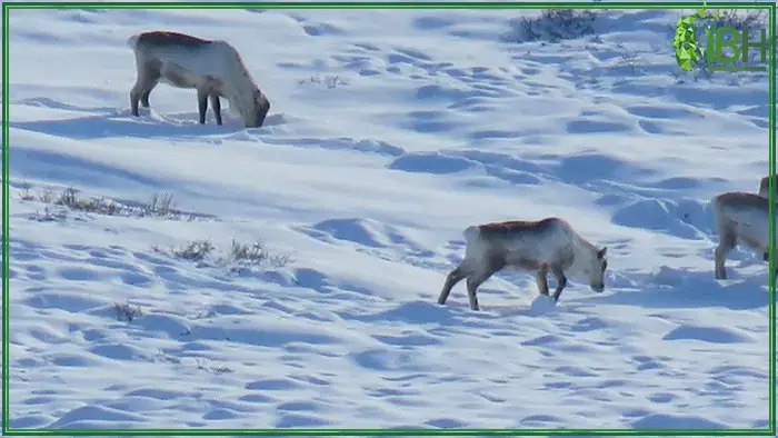 Reindeer-in-Greenland (1)