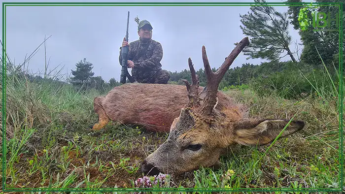 Roe-Deer-hunting-in-Spain