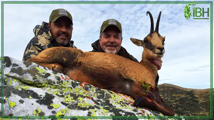 Roger-Pyrenean-Chamois