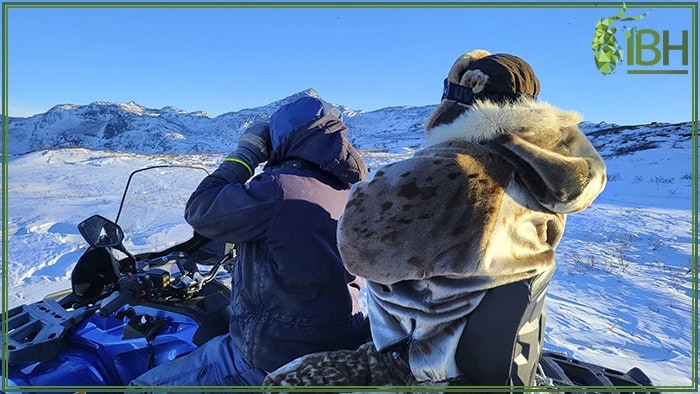 Searching-for-muskox-Greenland (1)