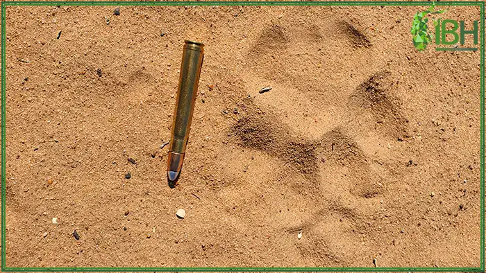South-Africa-Lion-print
