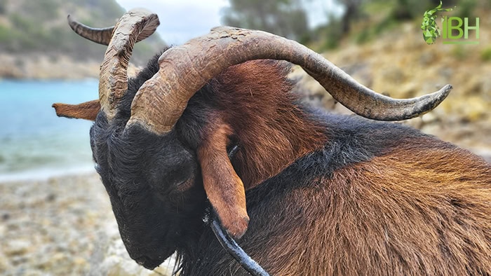 Spanish-boc-balear