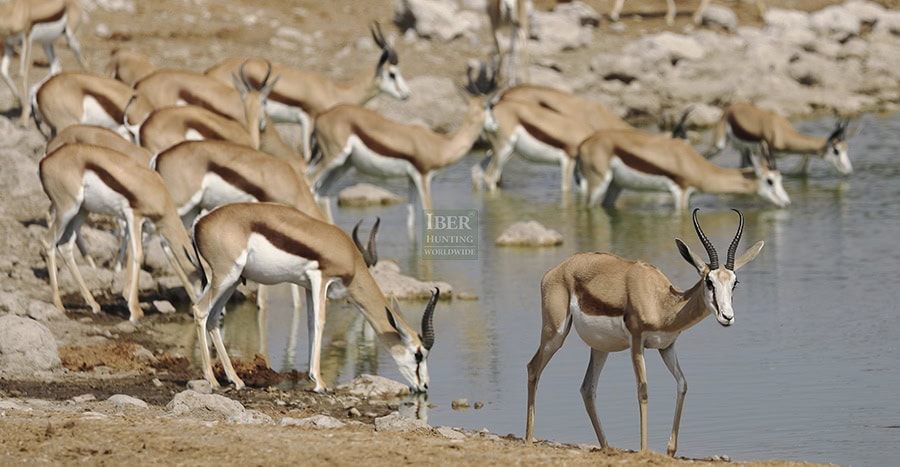 Springboks-in-Namibia