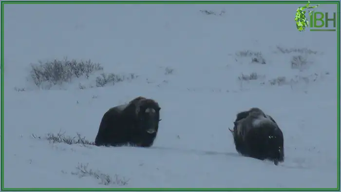 Two-Muskox-in-Greenland (1)