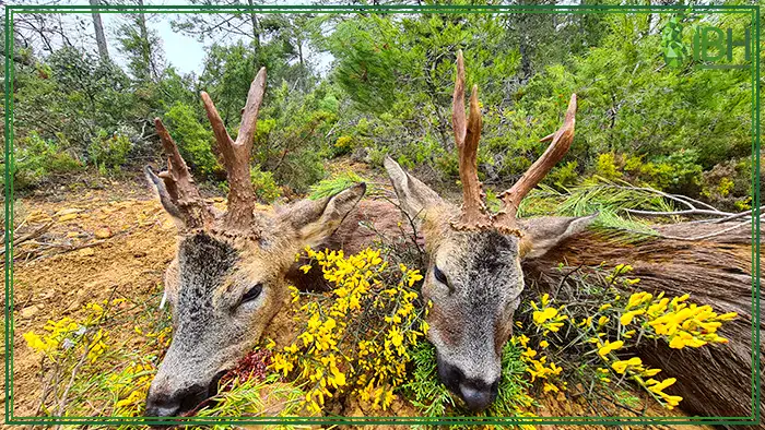Two-roe-deers-hunting