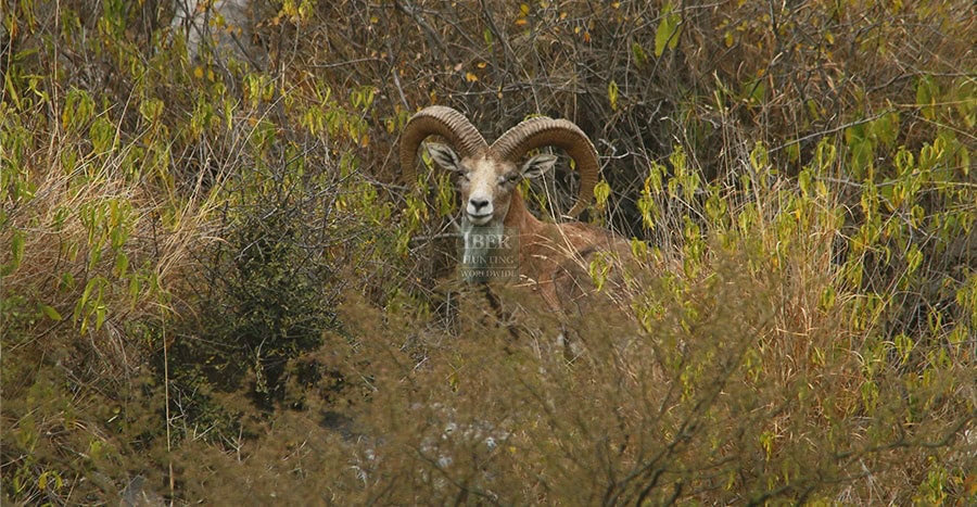 Urial-in-Pakistan