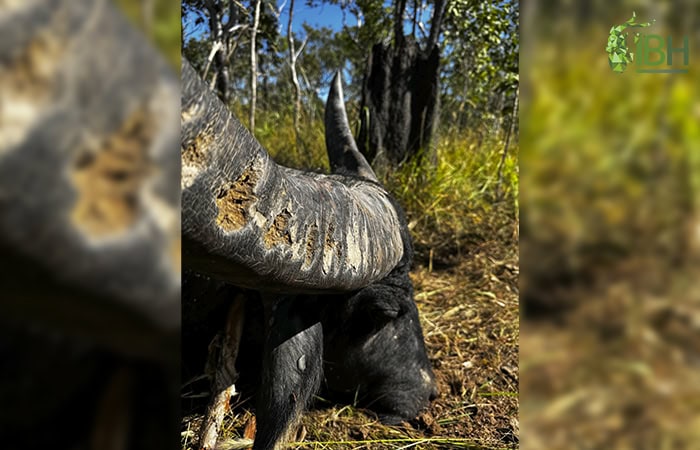 Water-Buffalo-horn-hunt_iberhunting