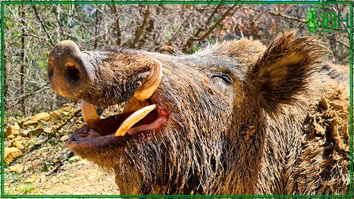 Wild-boar-Turkey