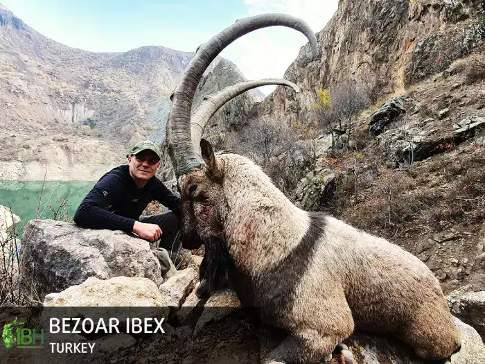 bezoar-ibex (1)