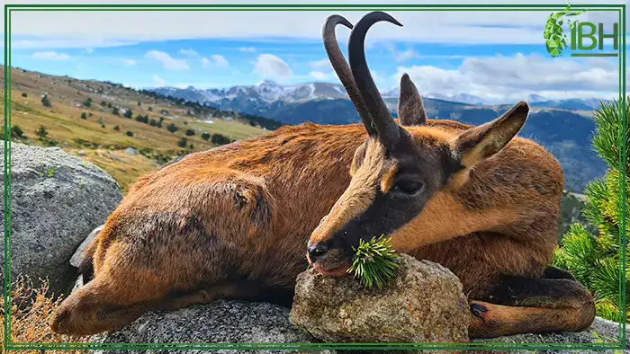 cantabrian-chamois-spain