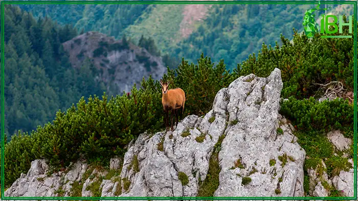 chamois-alpine-hunt-Austria