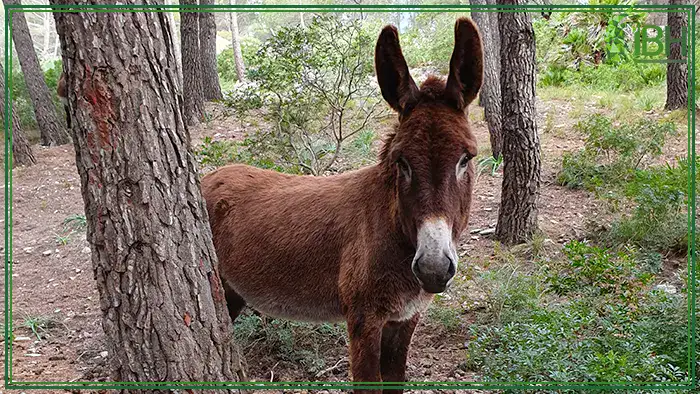 donkey