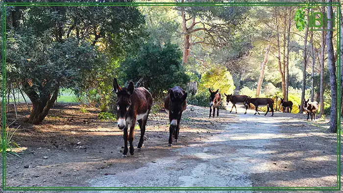 donkeys-on-the-hunting-area-of-Balearean-boc