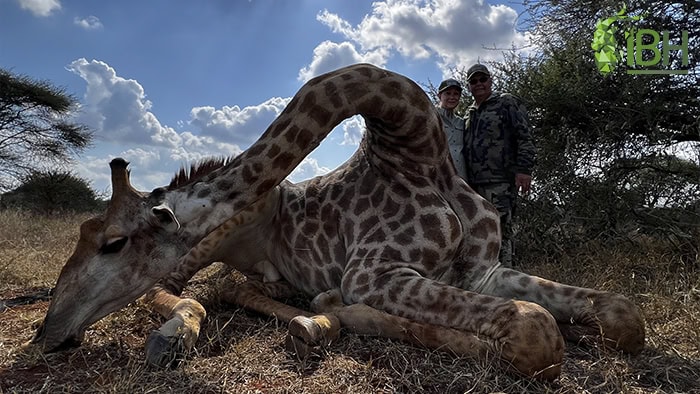 giraffe-hunting-south-africa-iberhunting