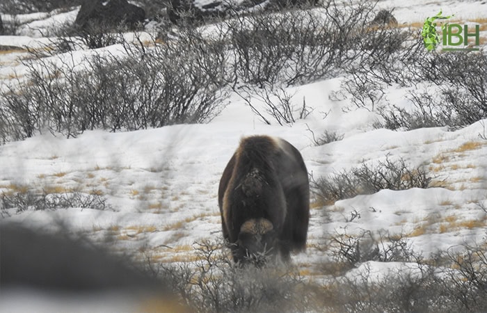 greenland-muskox-hunt_IberHunting_2 (1)