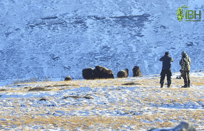 greenland-muskox-hunt_IberHunting_3