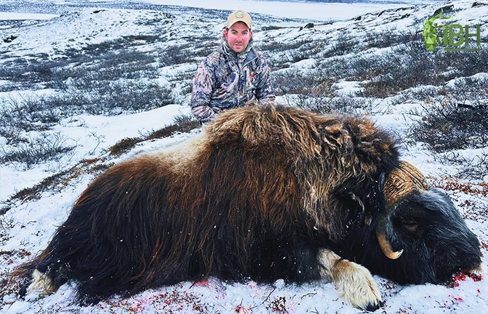 greenland-muskox-hunt_IberHunting_4 (1)