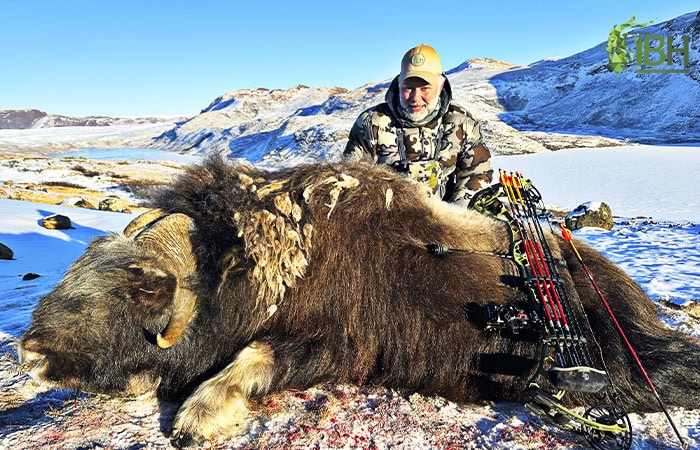 greenland-muskox-hunt_IberHunting_5